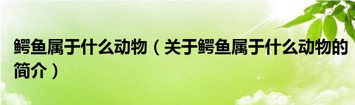 鱷魚屬于什么動物（關(guān)于鱷魚屬于什么動物的簡介）