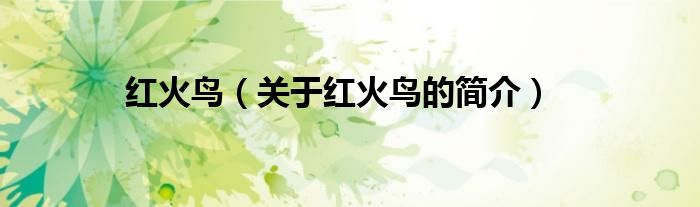 紅火鳥（關(guān)于紅火鳥的簡(jiǎn)介）