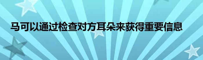 馬可以通過檢查對(duì)方耳朵來(lái)獲得重要信息