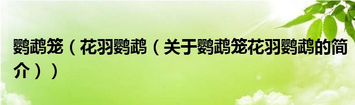 鸚鵡籠（花羽鸚鵡（關(guān)于鸚鵡籠花羽鸚鵡的簡(jiǎn)介））