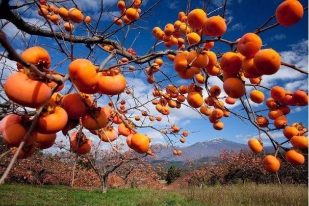 蘇州一地鐵站因柿子成網紅打卡點