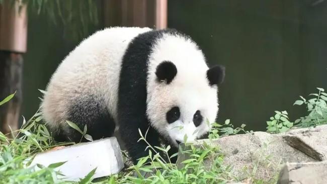 美國(guó)動(dòng)物園將歸還大熊貓丫丫和樂(lè)樂(lè)