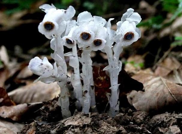 神秘而美麗：探秘柳州冥界之花水晶蘭