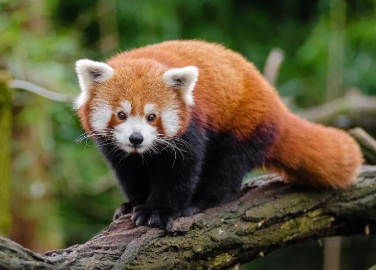 四川樂山警方成功破獲野生小熊貓案，部分小熊貓在轉(zhuǎn)交野生動物園后陸續(xù)死亡引發(fā)質(zhì)疑