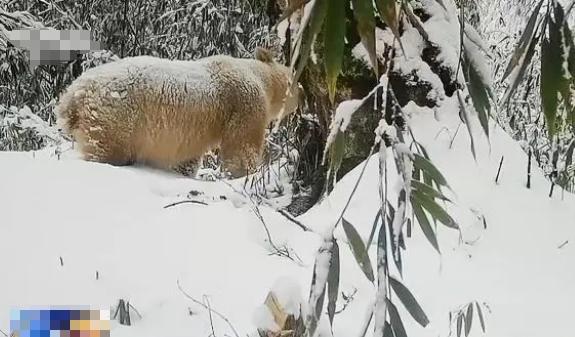 白化動物，探秘自然界奇特神秘個體