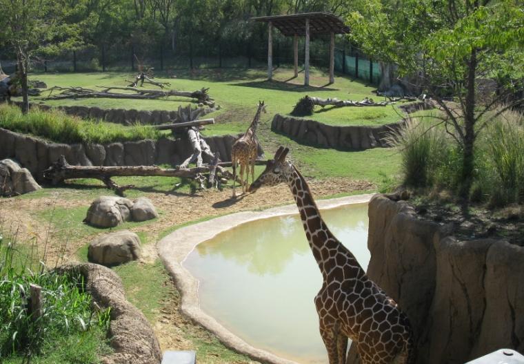 震驚！動物園深夜遭拆，多只保護動物傷亡，園方稱曾遭整改要求