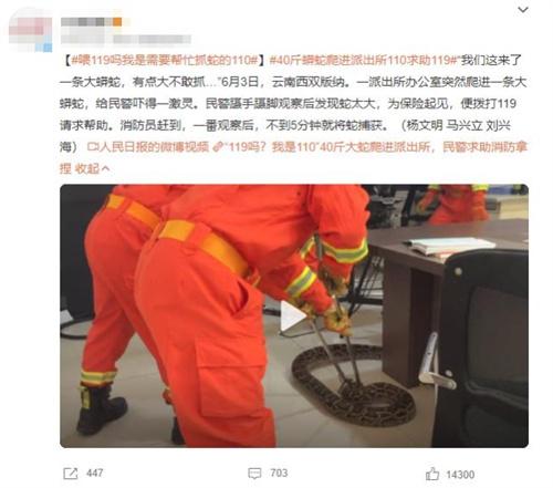 云南西雙版納邊境現(xiàn)大蟒蛇 消防員成功圍捕