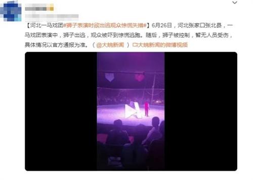 河北張家口張北縣馬戲團獅子出逃事件：觀眾驚慌逃離，暫無傷亡