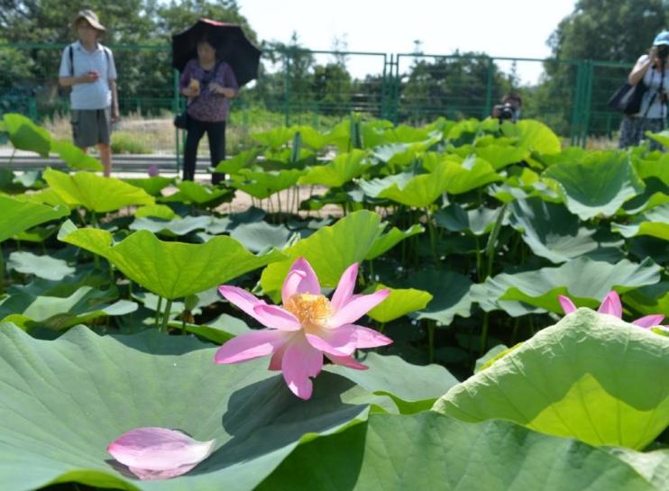 百歲古蓮：國家植物園專家妙手回春，圓明園幸存的珍貴遺產綻放芬芳