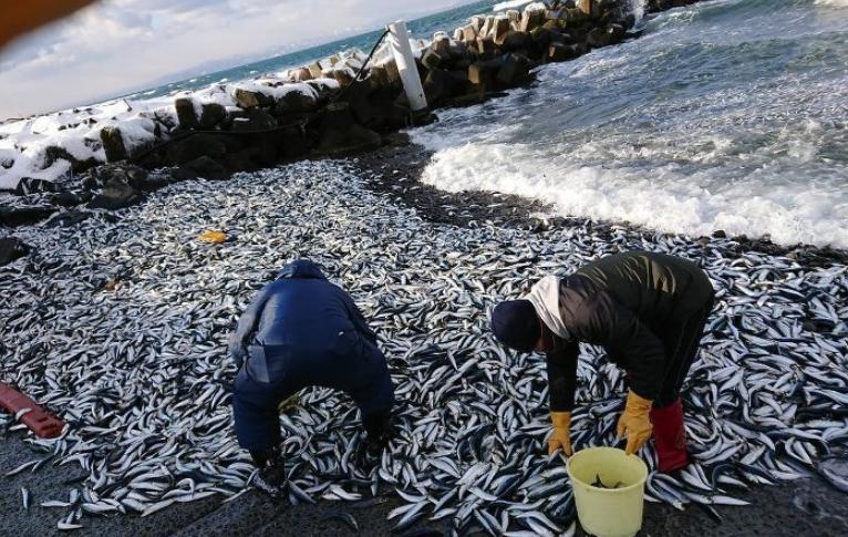 日本熊本縣漁港驚現(xiàn)大規(guī)模沙丁魚集體死亡，究竟是什么原因？