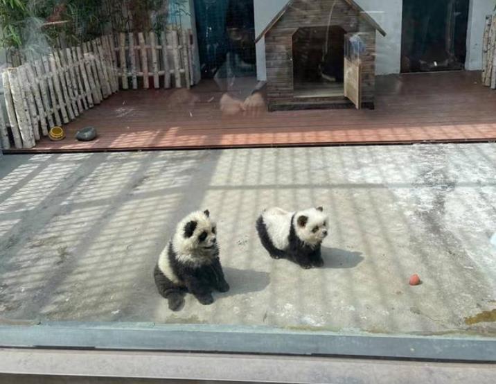 江蘇泰州動物園“熊貓犬”引游客熱議：染色爭議引發(fā)關(guān)注